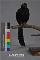 藏品(棕腹杜鵑)的圖片